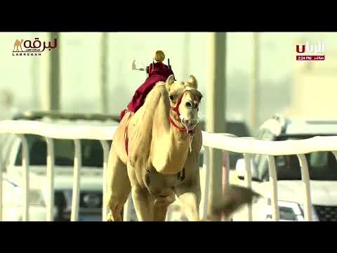 لقاء مع محمد بن سالم بن شينان مضمر غصاب الحاصل على الشوط الرئيسي للزمول مفتوح 08 11 2025