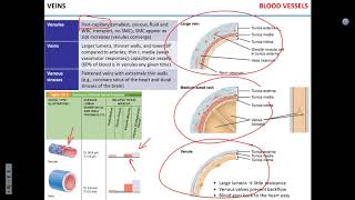 Blood vessels. Blood pressure