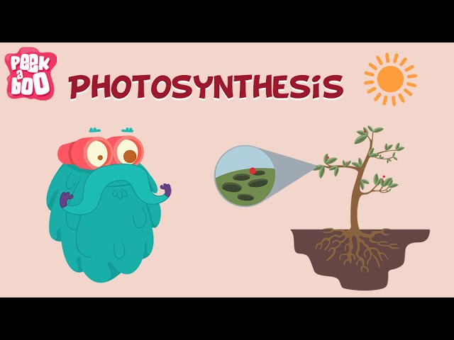 Photosynthesis | The Dr. Binocs Show | Learn Videos For Kids class=