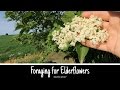 Foraging for Elderflowers to make cordial and champagne