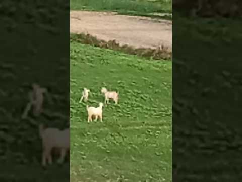 Sabko sabko bakra eid mubarak 💕💕