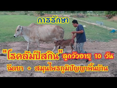 โรคลัมปีสกิน-การรักษาลูกวัวอาย