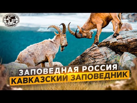 Заповедная Россия. Кавказский заповедник | @rgo_films