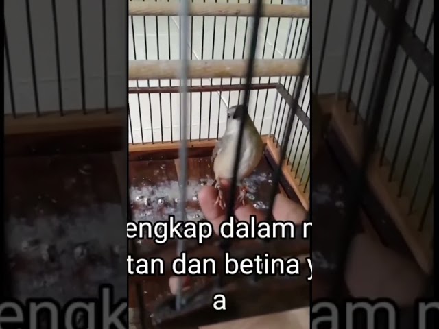 Membedakan prenjak gunung jantan dan betina class=