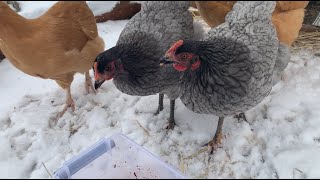 Chicken Snowshoes
