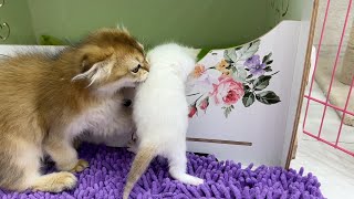 Cute rescue: Leo helps a little kitten into the cat house by Funny Kittens Video 6,063 views 3 months ago 3 minutes, 5 seconds