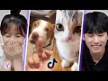 틱톡 ‘Adorable Pets’를 처음 본 한국인 남녀의 반응 | Y