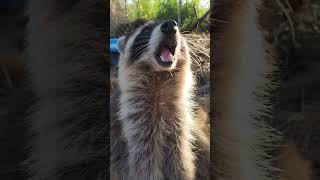 Raccoons and coatimundis and little nom nom noises!