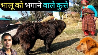 Bear Is Afraid Of These Dogs | Bhayithu