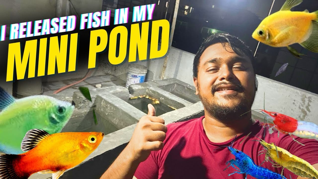 Releasing Fish & Shrimps in my Mini Pond & Guppy Farm | মাছ ও ফ্যান্সি চিংড়ি ছেড়ে দিলাম আমার পন্ডে