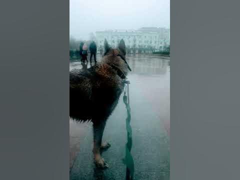 волчок Рич - YouTube