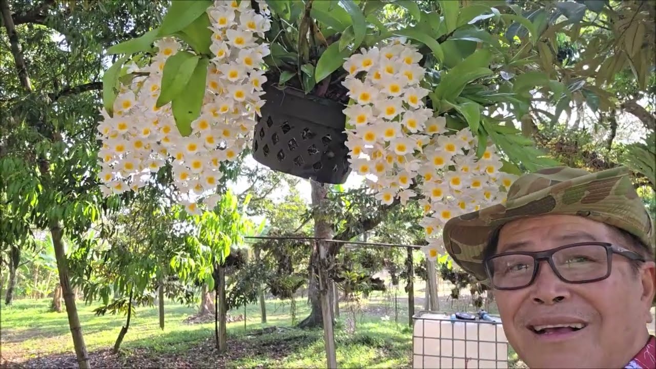 กล้วยไม้เอื้องมัจฉานุ,เหลืองจันทบูรณ์,เอื้องผึ้ง 5 มีนาคม 2569 โป่งน้ำร้อน จันทบุรี อนันต์ เข็มทอง