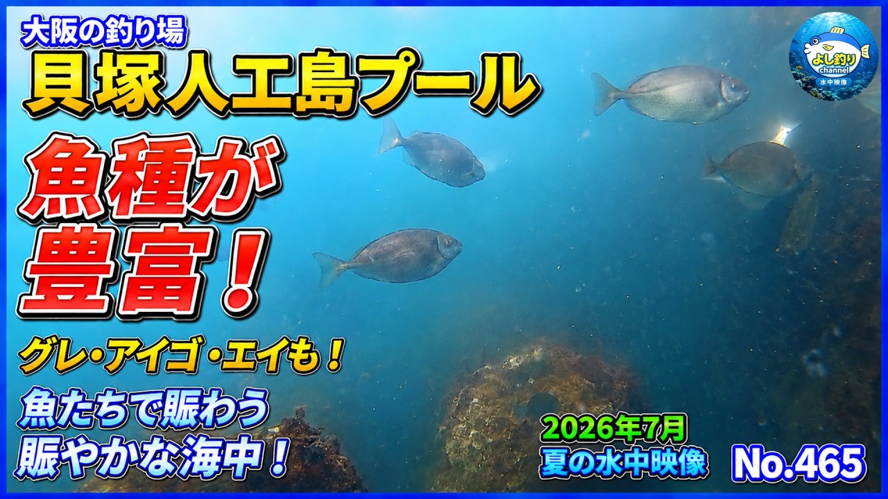 魚種が豊富！】大阪の釣り場 貝塚人工島プール 2026年7月 夏の水中映像