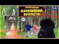 Весёлые животные. Карельский зоопарк. ЗооГринПарк Kareliazoo. Отдых в Карелии. Рускеала Чёрные камни