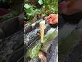 自然いっぱいの秘境で楽しむ流しそうめん食べ放題🎋湧水で冷やしたラムネや岩魚の塩焼き、焼き団子も一緒に食べれる！#岐阜グルメ