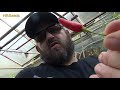 ⟹ Tabasco Pepper | Capsicum frutescens | Pod Review
