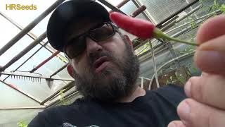 ⟹ Tabasco Pepper | Capsicum frutescens | Pod Review