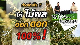 วิถีทิศเกษตรไทย ตอน ทำอย่างไร ให้ไม้ผล ออกดอก 100%