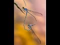 Dragonfly Intimate Moment / Dragon Love / Insects Sex / Nikon Macro Video / funny