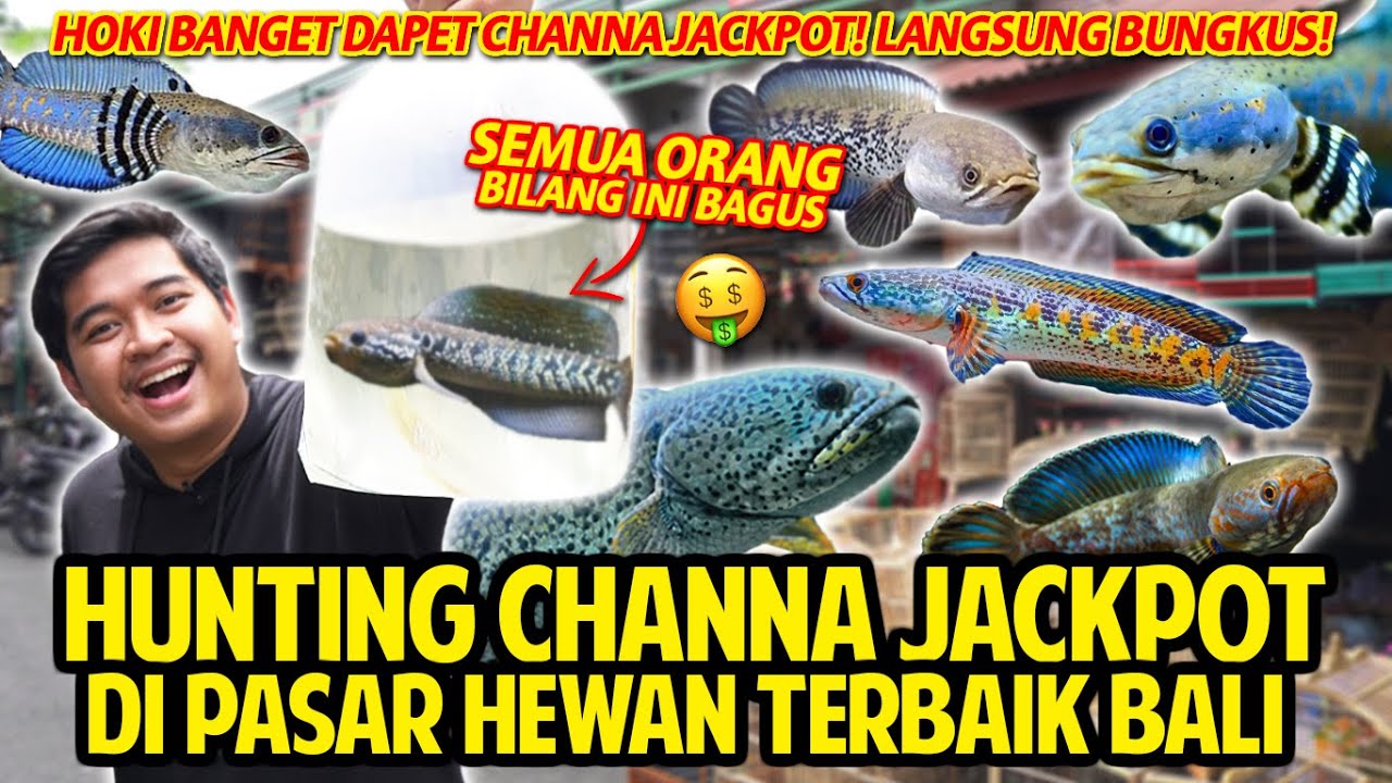 HUNTING IKAN CHANNA JACKPOT DI PASAR HEWAN SATRIA TERBAIK DI BALI! BERUNTUNG PARAH DAPET IKAN INI!