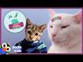 All Better Phoenix — This Cat Was So Sad — Until He Met A New Friend! | All Better | Dodo Kids