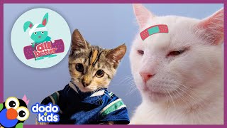 All Better Phoenix — This Cat Was So Sad — Until He Met A New Friend! | All Better | Dodo Kids