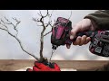 Bonsai rescue 傷んだ盆栽を助ける
