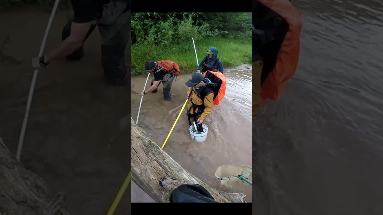 ⚡Shocking Fish From a Log! Sonora Sucker, Desert Sucker & Trout | Blue River AZ