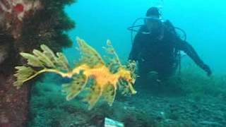 Australia Leaf Fish Diver