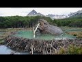 चूहे जैसे जानवर ने बनाया 1 किलोमीटर लंबा बांध|World's biggest beaver dam can be seen from space