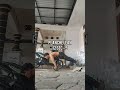 Daily Workout Day 12 #calisthenics #excercise #workout #olahraga