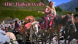 The Bakarwals of Jammu & Kashmir | Life of Bakarwals | Tribes of Himalayas | Unseen Jammu Kashmir