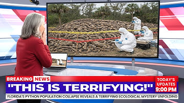 Florida’s Python Population Suddenly Collapsed — What Was Found in the Swamps Is Horrifying