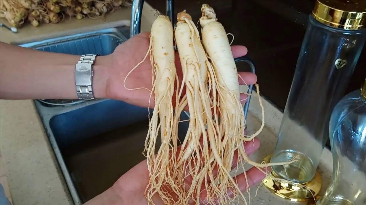 Cách ngâm rượu sâm tươi Hàn Quốc