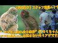 【母”ベビたん連れ去り事件”😂モミちゃん】何が起きてるのか分からず、きょとんとする🐵パンパンチくん【母の怒り】ママに赤ちゃんを返さないモミアゲです。#パンチくん