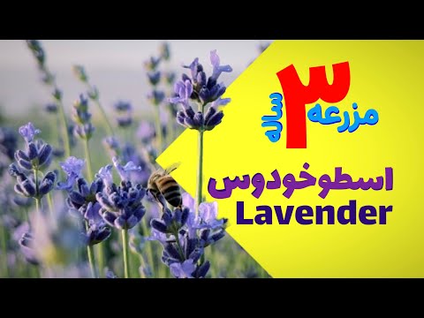 تصویری: 3 راه مراقبت از هویا