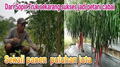 Dulunya sopir truk, sekarang sukses jadi petani cabai! omset puluhan juta sekali panen #petanimuda