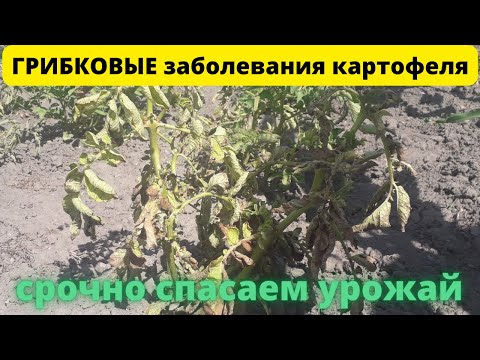 ГРИБКОВЫЕ заболевания картофеля Как спасти урожай?