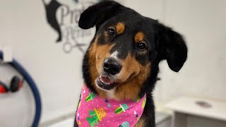 Bernese/Golden Retriever Mix Grooming