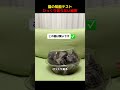 猫の知能テスト、ひっくり返らない秘密！#shorts #動物 #ペット