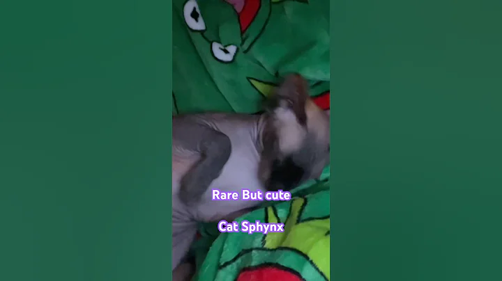 Video 11255511: sphynx kitten cute