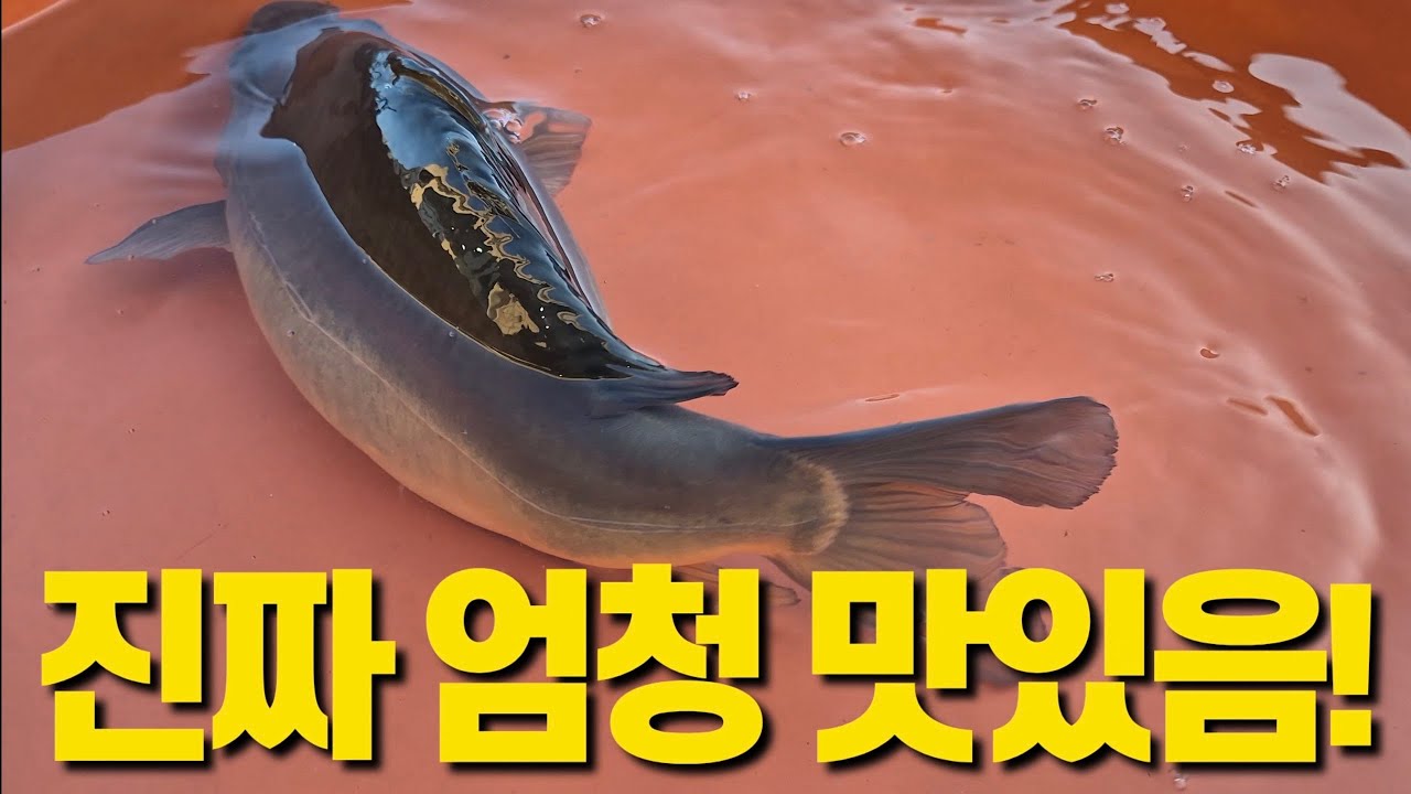 찬바람 불면 왜 다들 향어회 찾는지, 이제 알게됩니다. - YouTube