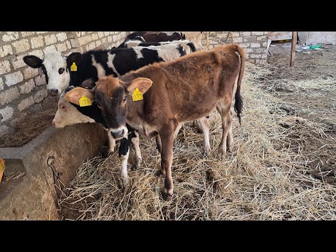 سلالات نادره عجلات هولشتاين وسيمنتال بيور اصلي ياتلحق يامتلحقش بمزرعة المعلم عرفة طلعت بيت الريف 