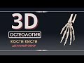 3D Анатомия Кисти - Остеология