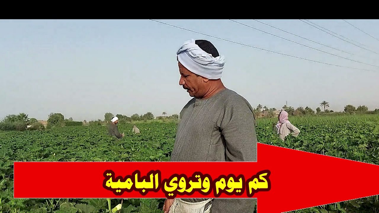 كيف ري البامية☝كم ريه للبامية حتى تنتج☝Egyptian okra