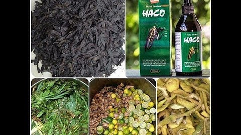 Phương Pháp Điều Trị Rụng Tóc - Thưa Tóc - Hói Đầu - Khô Xơ Tóc : Gọi Ngay Để Được Tư Vẫn 0973832043