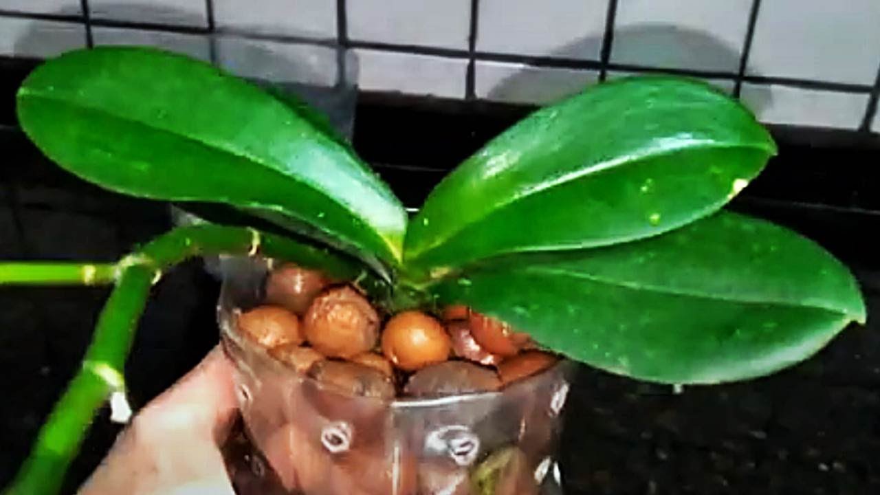 ORQUÍDEA PHALAENOPSIS NA ARGILA EXPANDIDA / Plantio no vaso de garrafa PET com reservatório!