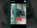 What Trauma Does to a Sloth Bear #bears #animals #wildlife
