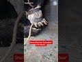 What Trauma Does to a Sloth Bear #bears #animals #wildlife