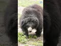 What Trauma Does to a Sloth Bear #bears #animals #wildlife